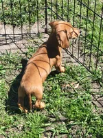 Mikey, a male Dachshund for sale in Live Oak, FL – Photo 4 of 9