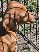 Mikey, a male Dachshund for sale in Live Oak, FL – Photo 5 of 9