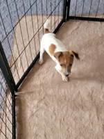 Jenny, a female Jack Russell Terrier for sale in Live Oak, FL – 2 of 5