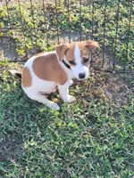 Carson, a male Jack Russell Terrier for sale in Live Oak, FL – 2 of 8