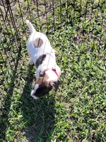 Lexi, a female Jack Russell Terrier for sale in Live Oak, FL – 5 of 7