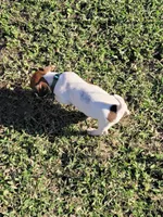 Landon, a male Jack Russell Terrier for sale in Live Oak, FL – 6 of 8