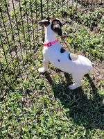 Lexi, a female Jack Russell Terrier for sale in Live Oak, FL – 2 of 7