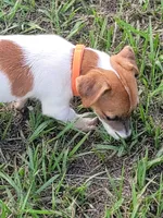 Sasha, a female Jack Russell Terrier for sale in Live Oak, FL – 8 of 8