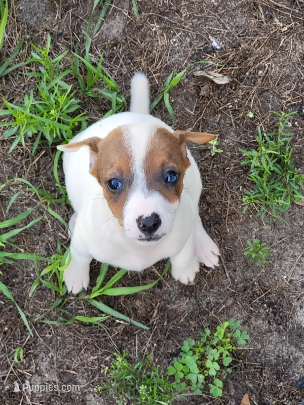 Ray – Jack Russell Terrier puppy for sale in Live Oak, FL