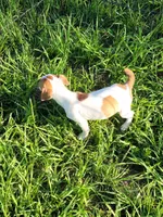 Robby, a male Jack Russell Terrier for sale in Live Oak, FL – 5 of 8