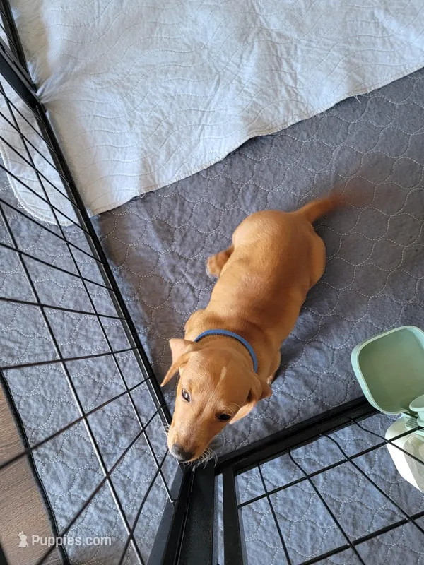 Stevie – Dachshund puppy for sale in Live Oak, FL