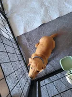 Stevie, a male Dachshund for sale in Live Oak, FL – Photo 1 of 9