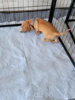 Stevie, a male Dachshund for sale in Live Oak, FL – Photo 2 of 9