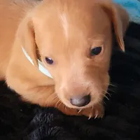 Stevie, a male Dachshund for sale in Live Oak, FL – Photo 7 of 9