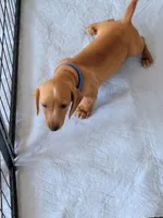 Stevie, a male Dachshund for sale in Live Oak, FL – Photo 3 of 9