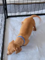 Stevie, a male Dachshund for sale in Live Oak, FL – Photo 6 of 9