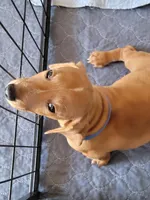 Stevie, a male Dachshund for sale in Live Oak, FL – Photo 4 of 9