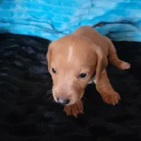 Stevie, a male Dachshund for sale in Live Oak, FL – Photo 8 of 9