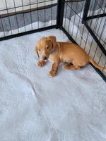 Stevie, a male Dachshund for sale in Live Oak, FL – Photo 5 of 9