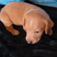 Stevie, a male Dachshund for sale in Live Oak, FL – Photo 9 of 9