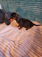 Wesson, a male Miniature Dachshund for sale in Live Oak, FL – 3 of 9