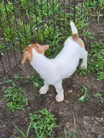Ryker, a male Jack Russell Terrier for sale in Live Oak, FL – 6 of 7