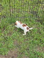 Rocco, a male Jack Russell Terrier for sale in Live Oak, FL – 4 of 8