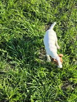 Roxy, a female Jack Russell Terrier for sale in Live Oak, FL – 5 of 8