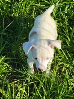Reba, a female Jack Russell Terrier for sale in Live Oak, FL – 2 of 8