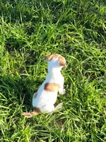 Robby, a male Jack Russell Terrier for sale in Live Oak, FL – 3 of 8