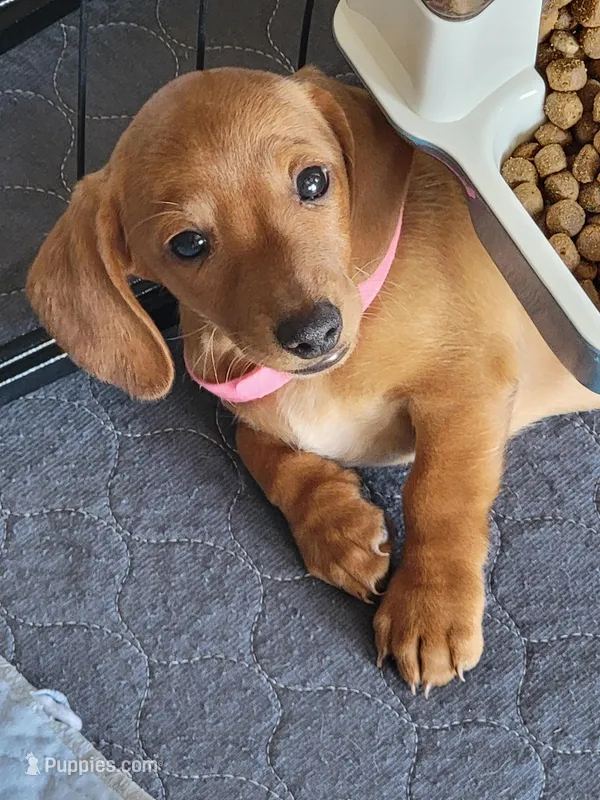 Stephanie – Dachshund puppy for sale in Live Oak, FL