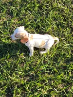 Niko, a male Miniature Dachshund for sale in Live Oak, FL – 4 of 7