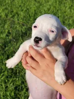 Reba, a female Jack Russell Terrier for sale in Live Oak, FL – 3 of 8