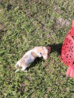 Sam, a male Dachshund for sale in Live Oak, FL – 8 of 8