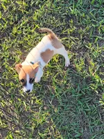 Charlie, a male Jack Russell Terrier for sale in Live Oak, FL – 5 of 7
