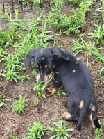 Frankie , a male Dachshund for sale in Live Oak, FL – 6 of 10