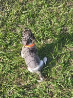 Skye, a female Dachshund for sale in Live Oak, FL – 5 of 7