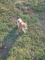 Carson, a male Jack Russell Terrier for sale in Live Oak, FL – 8 of 8