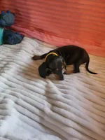 Sunflower , a female Miniature Dachshund for sale in Live Oak, FL – 8 of 9