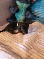 Fudge, a male Dachshund for sale in Live Oak, FL – Photo 6 of 8