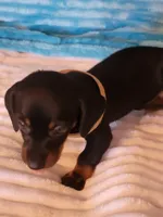 Fudge, a male Dachshund for sale in Live Oak, FL – Photo 4 of 8