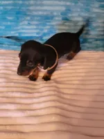 Fudge, a male Dachshund for sale in Live Oak, FL – Photo 5 of 8