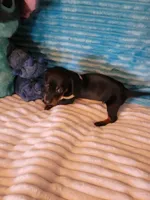 Fudge, a male Dachshund for sale in Live Oak, FL – Photo 7 of 8