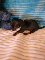 Fudge, a male Dachshund for sale in Live Oak, FL – Photo 8 of 8