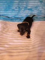 Fudge, a male Dachshund for sale in Live Oak, FL – Photo 2 of 8