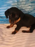 Fudge, a male Dachshund for sale in Live Oak, FL – Photo 1 of 8