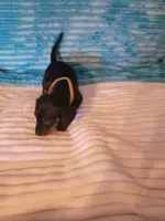 Fudge, a male Dachshund for sale in Live Oak, FL – Photo 3 of 8