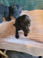 Remington, a male Miniature Dachshund for sale in Live Oak, FL – 2 of 8