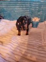 Wesson, a male Miniature Dachshund for sale in Live Oak, FL – 6 of 9