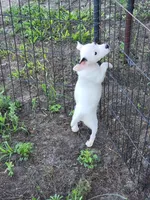 Ronnie, a male Jack Russell Terrier for sale in Live Oak, FL – 4 of 7