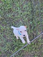 Hank, a male Jack Russell Terrier for sale in Live Oak, FL – 7 of 8