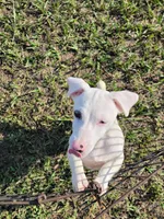 Jack, a male Jack Russell Terrier for sale in Live Oak, FL – 7 of 8