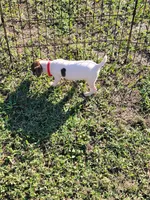Lovey, a female Jack Russell Terrier for sale in Live Oak, FL – 5 of 6