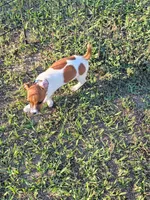 Cole, a male Jack Russell Terrier for sale in Live Oak, FL – 2 of 7